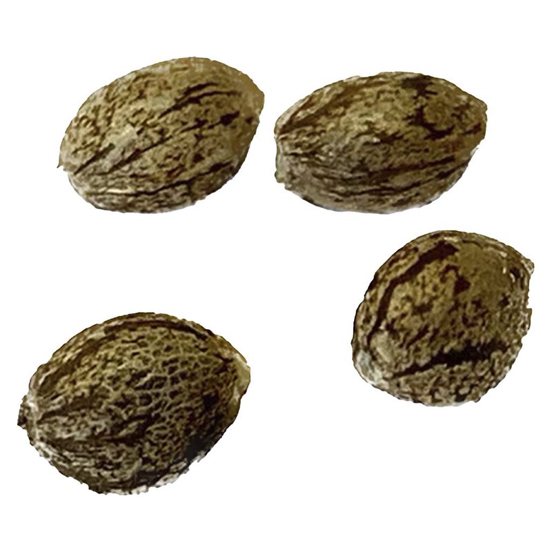 Mendocino Cherry Pie THC Auto - Regular Seeds