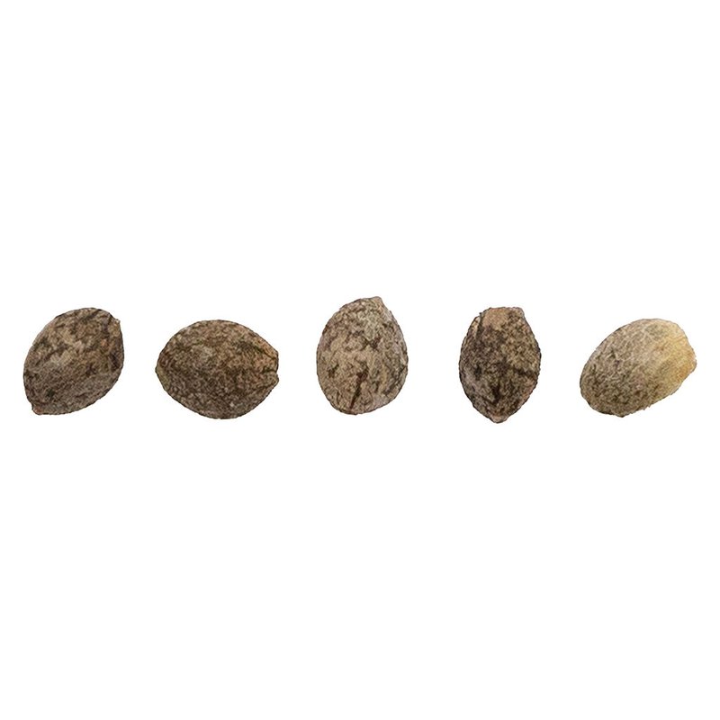 CBD Therapy Starter Seeds (Regular)