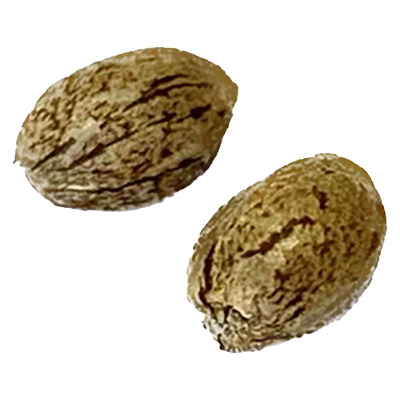 Tangerine Truffle Breath - Feminized Seeds